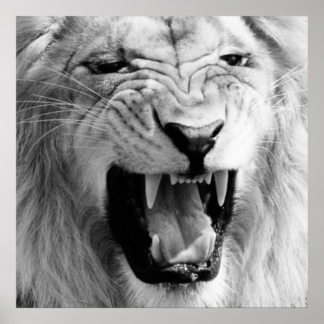 Poster Art Lion noir et blanc (Devant)