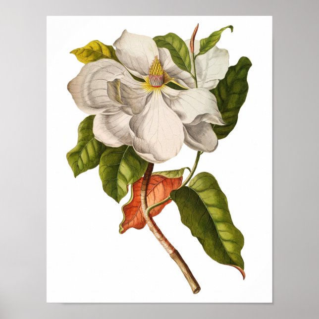 Poster Art Magnolia vintage Imprimer #5 Mur Botanique (Devant)