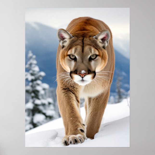 Poster Art Mountain Lion (Devant)