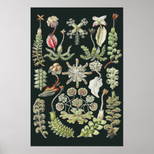 Poster Art Nature Scientifique Ernst Haeckel Hépatiques