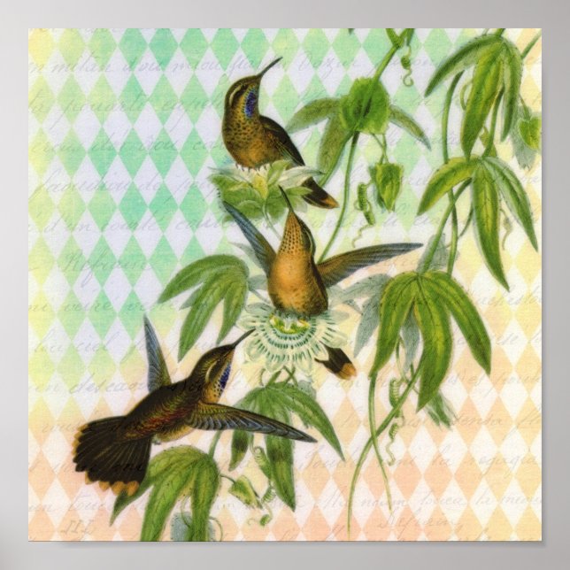 Poster Art numérique de colibri (Devant)