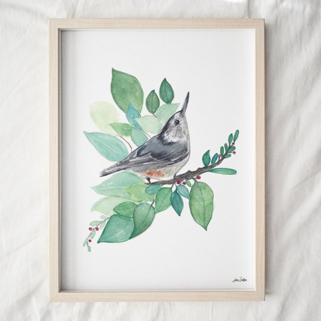 Poster Art Nuthatch à poitrine blanche Imprimer (Créateur téléchargé)