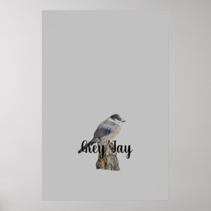 Poster Art original Grey Jay ou Whiskey Jack Bird