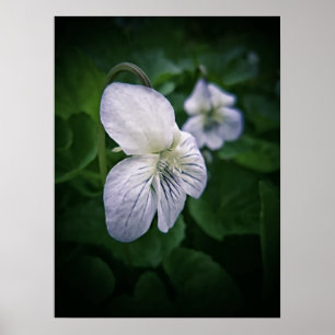 Poster Art photographique Fleur Violet sauvage Imprimer P