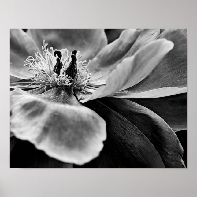 Poster Art photographique noir et blanc Fleur Imprimer (Devant)