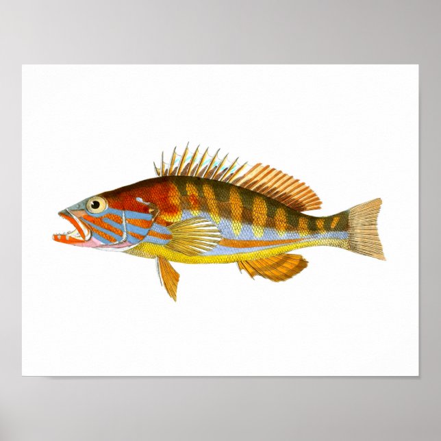 Poster Art Poisson Antique Imprimer n° 5 Art Nautique Imp (Devant)