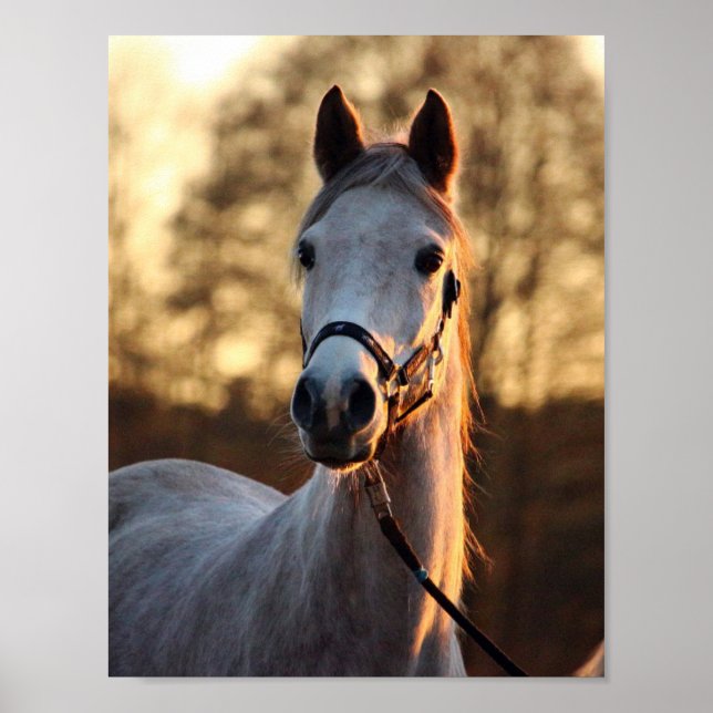 Poster Art pour les amateurs de chevaux - Portrait photo  (Devant)