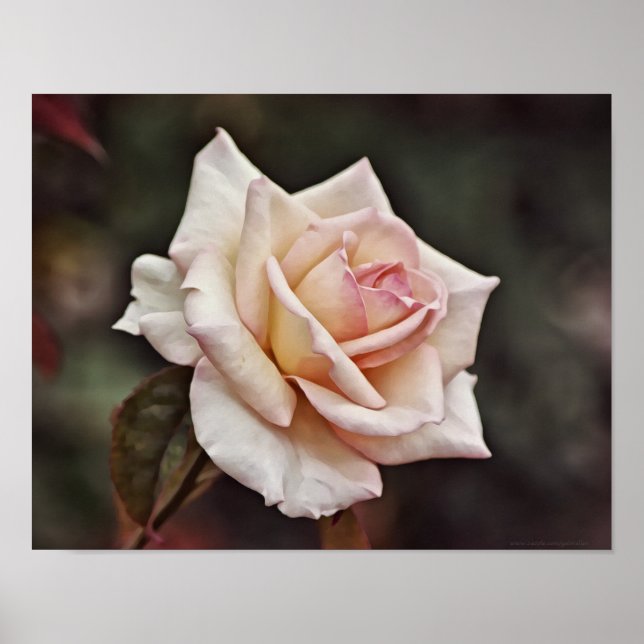 Poster Art Rose rose pâle (Devant)