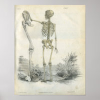 Art Skeleton humain