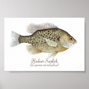 Poster Art Sunfish