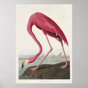 Poster Art Vintage Audubon Flamant Rose Américain Oiseau 