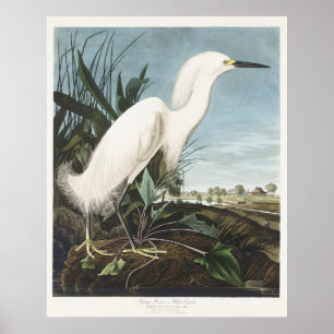 Poster Art vintage d'Audubon représentant un héron neigeu