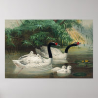 Art Vintage de la famille des cygnes noirs sauvage