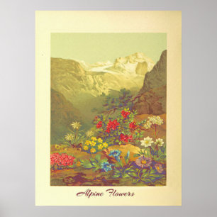 Poster Art vintage des fleurs alpines