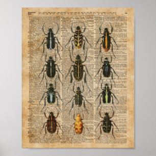 Poster Art vintage d'illustration de zoologie d'insectes