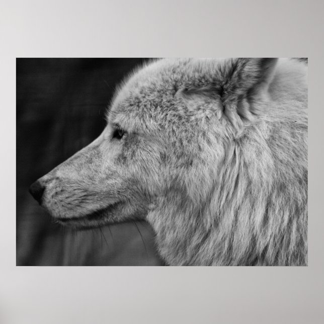 Poster Artc Wolf (Devant)