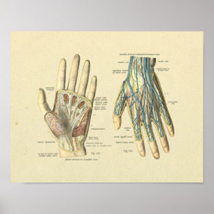 Poster Artères à main Veines Nerves Anatomie Imprimer