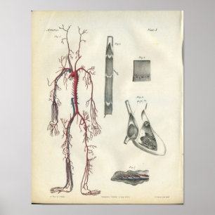 Poster Artères Anatomie Vintage du coeur Imprimer