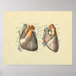 Poster Artères cardiaques Veines Anatomie Imprimer
