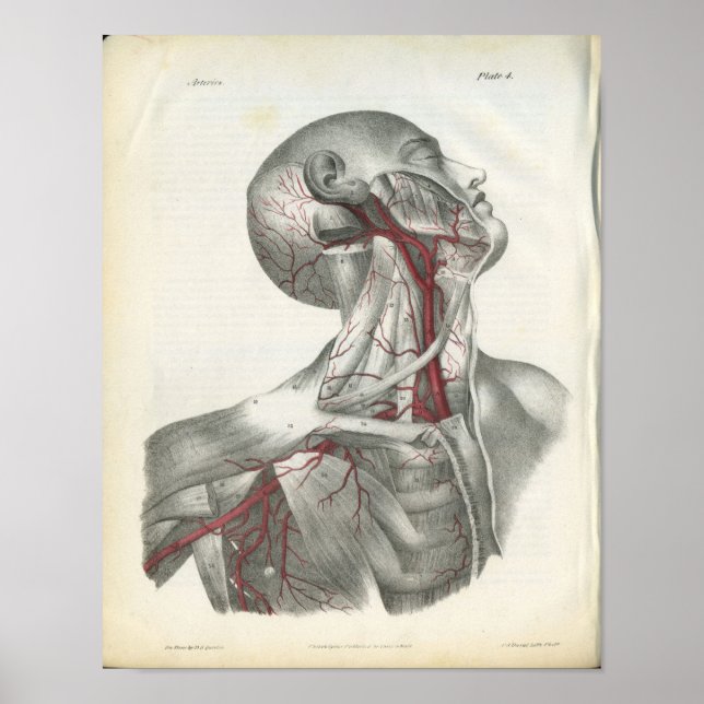 Poster Artères de la tête et du cou Anatomie Imprimer (Devant)