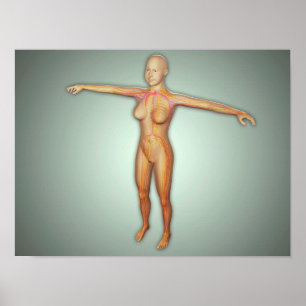 Poster Artères, veines, et système nerveux femelles