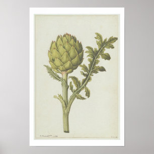 Poster Artichaut : Scolymus de Cynara, c.1568