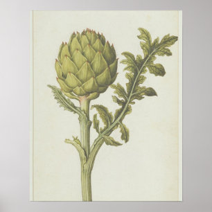 Poster Artichaut : Scolymus de Cynara, c.1568