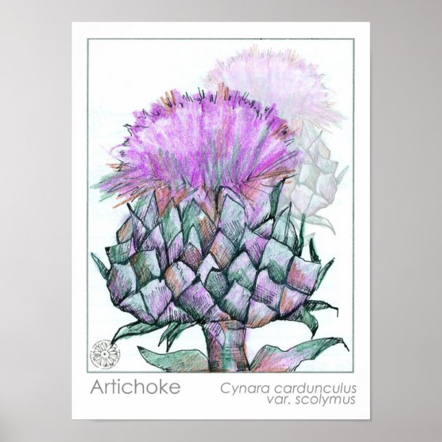 Poster Artichoke Plante Fleurs pourpres Médicinal Herbe A (Devant)