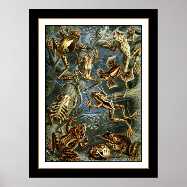 Poster Artiste Vintage Ernst Haeckel Batrachia (Devant)