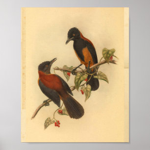 Poster Aru Island Wood Shrike Red Black Bird Imprimer