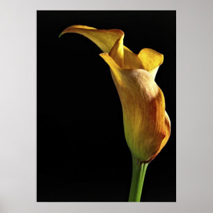 Poster Arum Lily