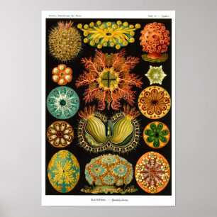 POSTER ASCIDIACEA DE HAECKEL