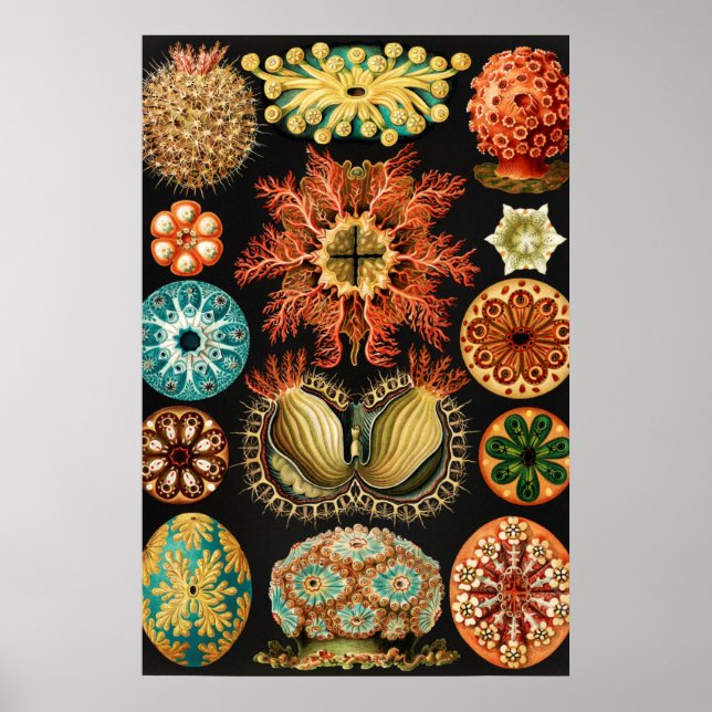 Poster Ascidiae, Seescheiden Marine Life par Ernst Haecke (Devant)