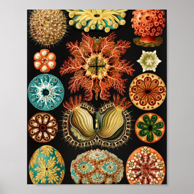 Poster Ascidiae, Seescheiden Marine Life par Ernst Haecke (Devant)