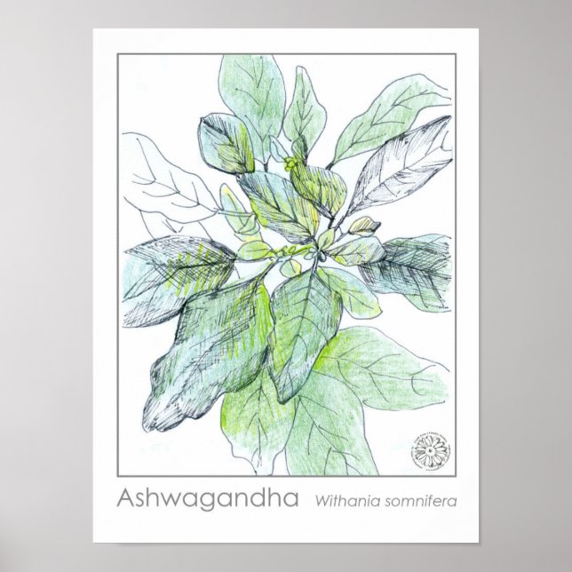 Poster Ashwagahanda Plante de la santé Herbe médicinale (Devant)