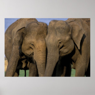 Poster Asia, India, Nargahole National Park. Indian