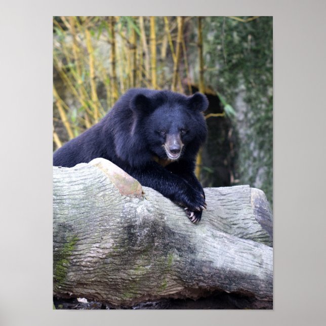 Poster asiatique de l'ours noir (Devant)
