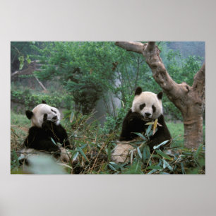 Poster Asie, Chine, sanctuaire des pandas géants de Cheng