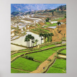 Poster Asie, Chine, Yunnan, Honghe.  Terrasses de riz à p
