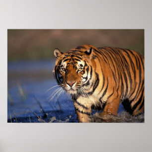 Poster ASIE, Inde, Bengale Tiger Panthera tigris)