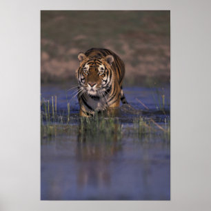 Poster ASIE, Inde Tigre marchant dans l'eau