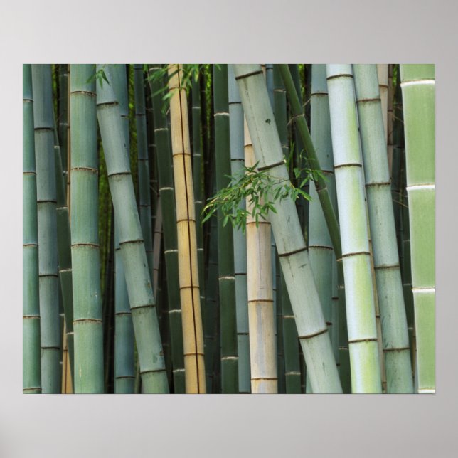 Poster Asie, Japon, Kyoto, Arashiyama, Sagano, Bamboo (Devant)