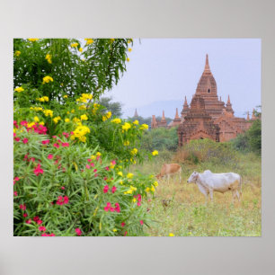 Poster Asie, Myanmar (Birmanie), Bagan (Pagan). Vaches