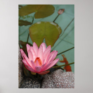 Poster Asie, Vietnam. Lys d'eau dans un étang de temples