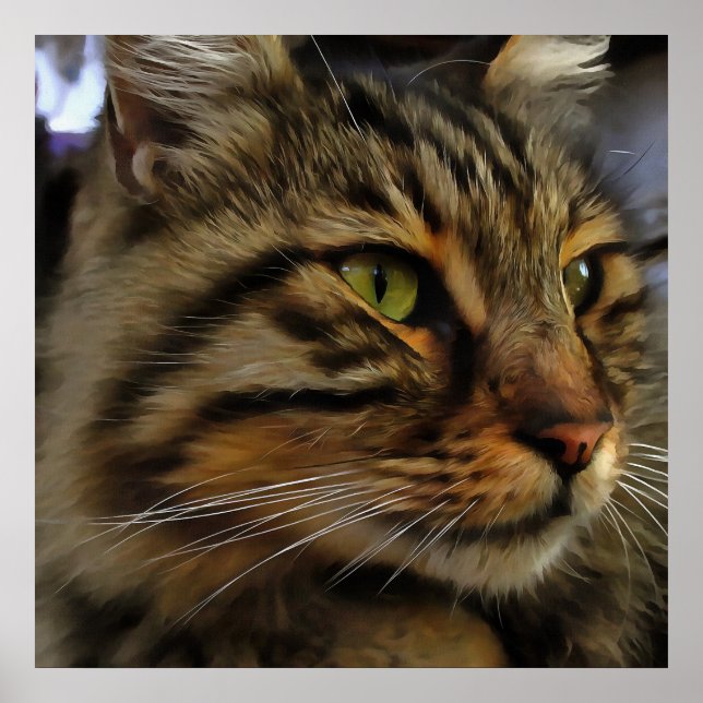 Poster Aslan Le Long Haired Tabby Cat (Devant)