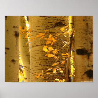 Poster Aspect haut près