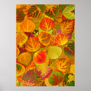 Poster Aspen Feuilles Collage Solid Medley 1