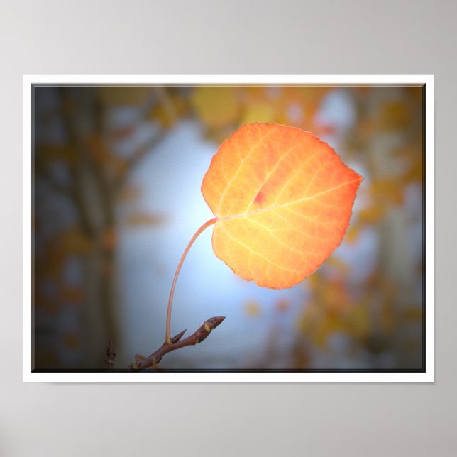 Poster Aspen Leaf montre le chemin (Devant)