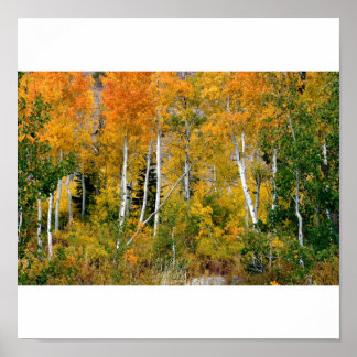 Poster Aspens à l'automne