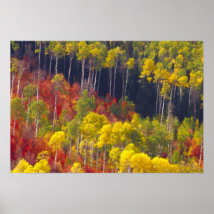 Poster aspens colorés dans Logan Canyon Utah dans